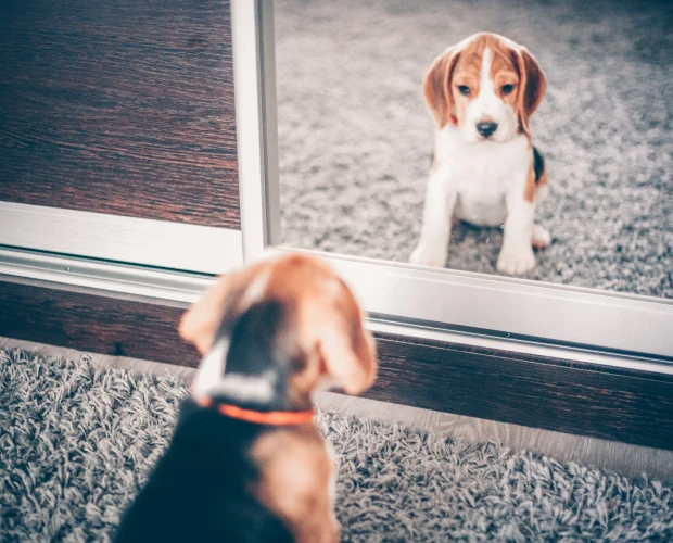 Beagle puppy kijkt in spiegel