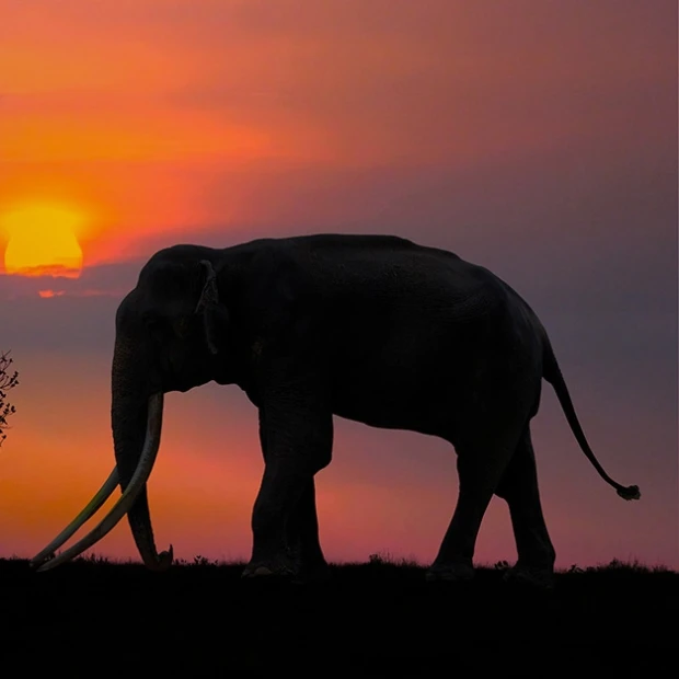 Zui-Afrika olifant travel