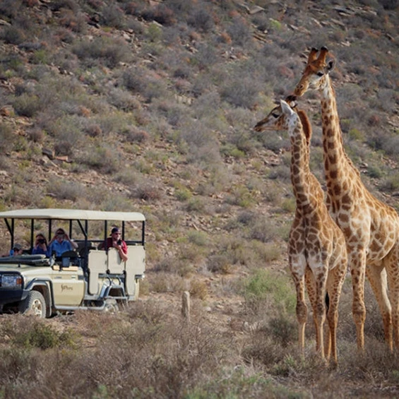 Zuid-Afrika safari giraffen